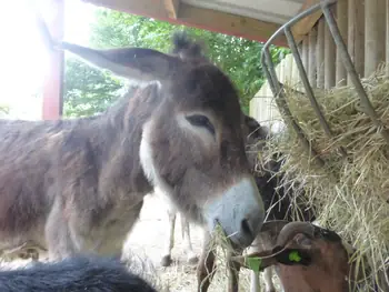 Donkey at Boudewijn Seapark (Belgium)